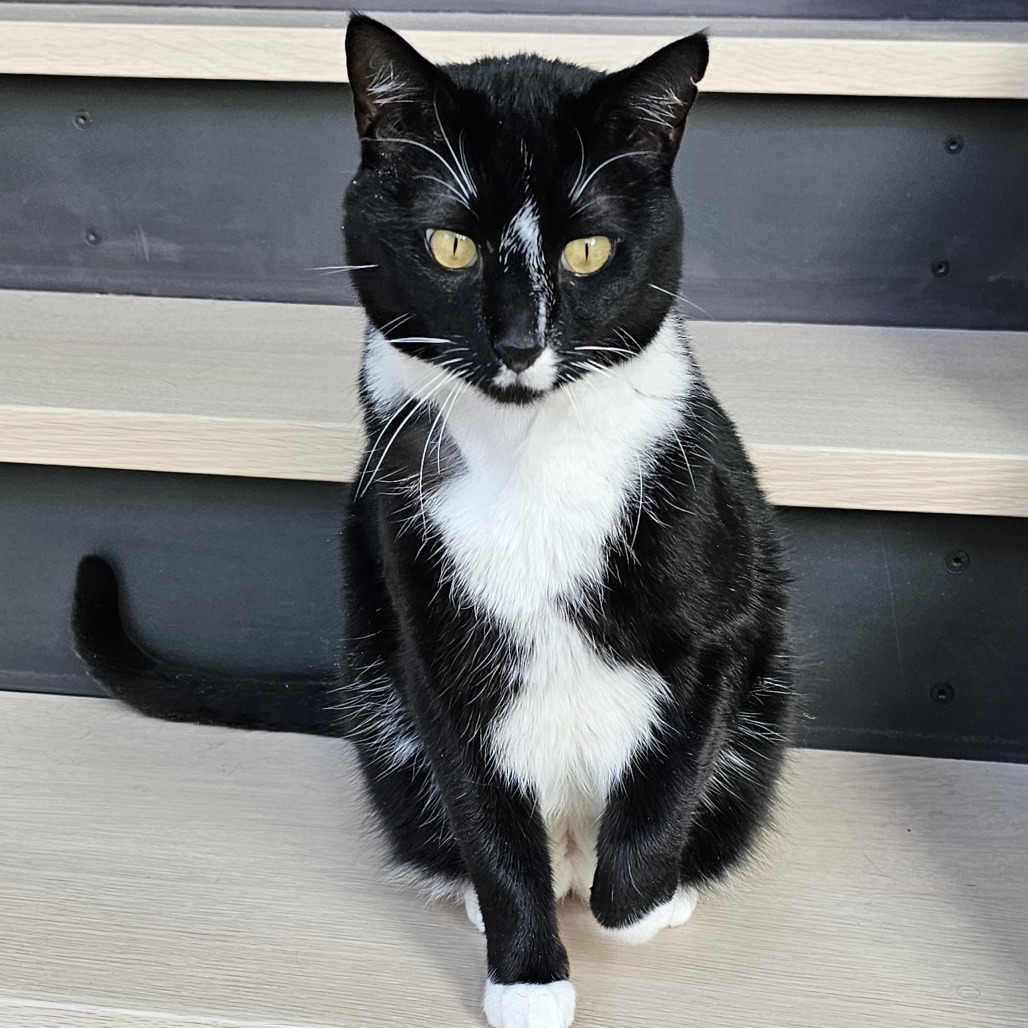 Fitz, an adoptable Domestic Short Hair in Hailey, ID, 83333 | Photo Image 1