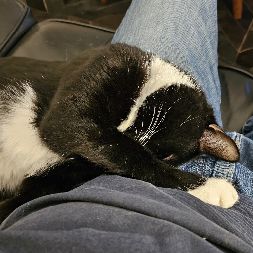 Fitz, an adoptable Domestic Short Hair in Hailey, ID, 83333 | Photo Image 2