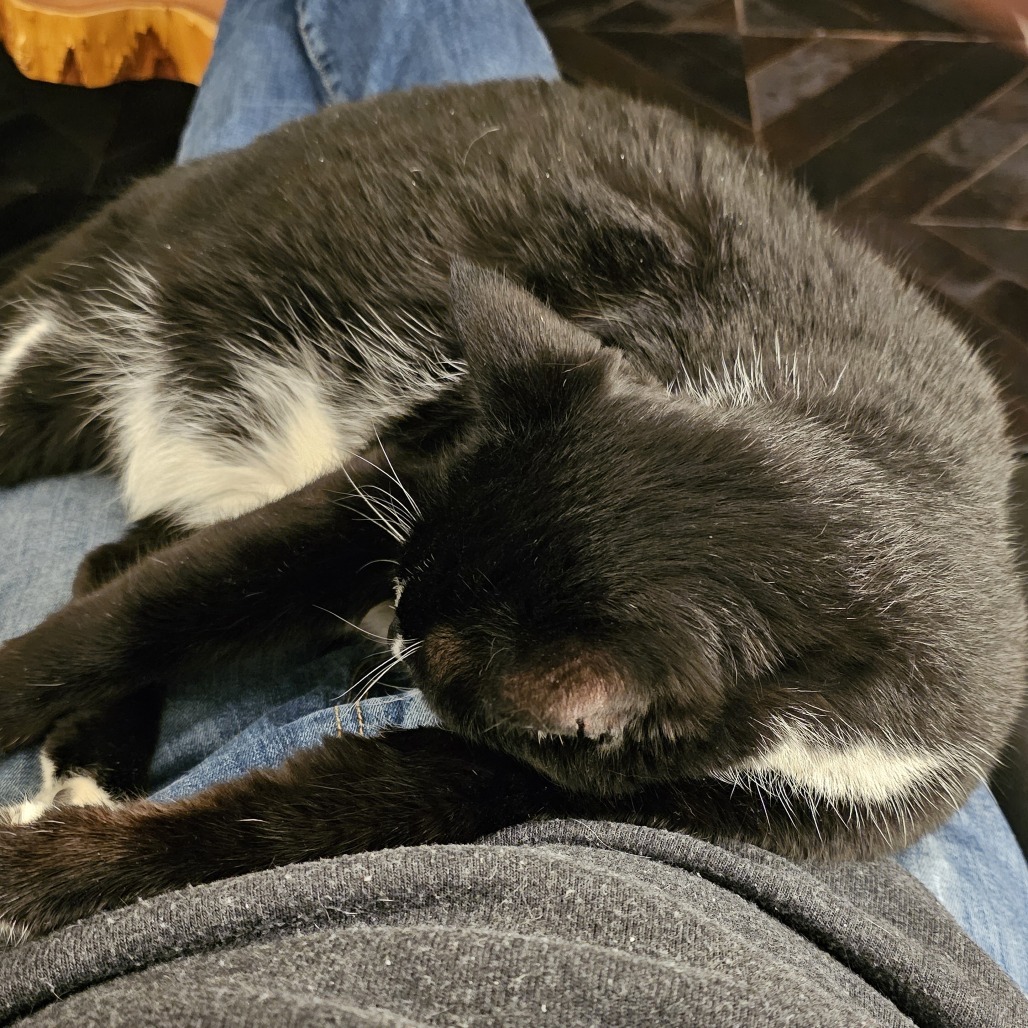 Fitz, an adoptable Domestic Short Hair in Hailey, ID, 83333 | Photo Image 3