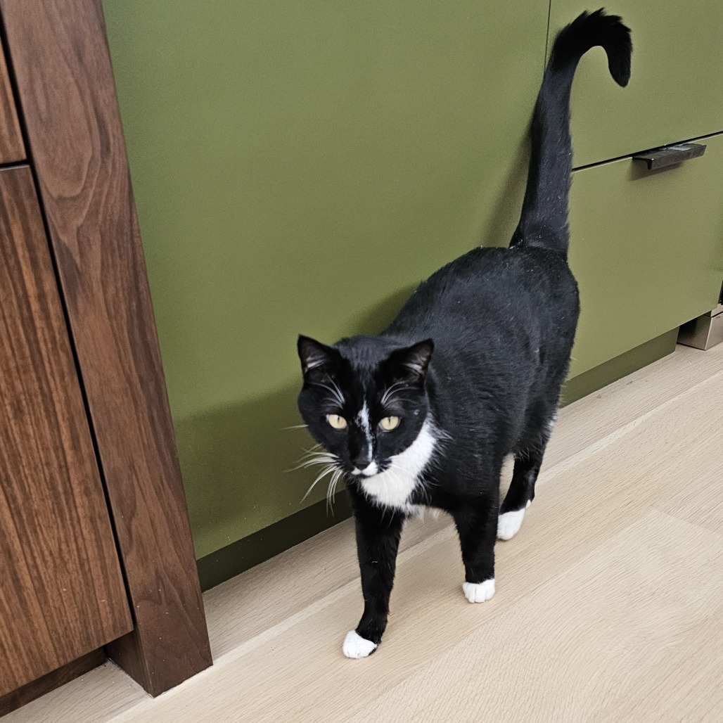 Fitz, an adoptable Domestic Short Hair in Hailey, ID, 83333 | Photo Image 4