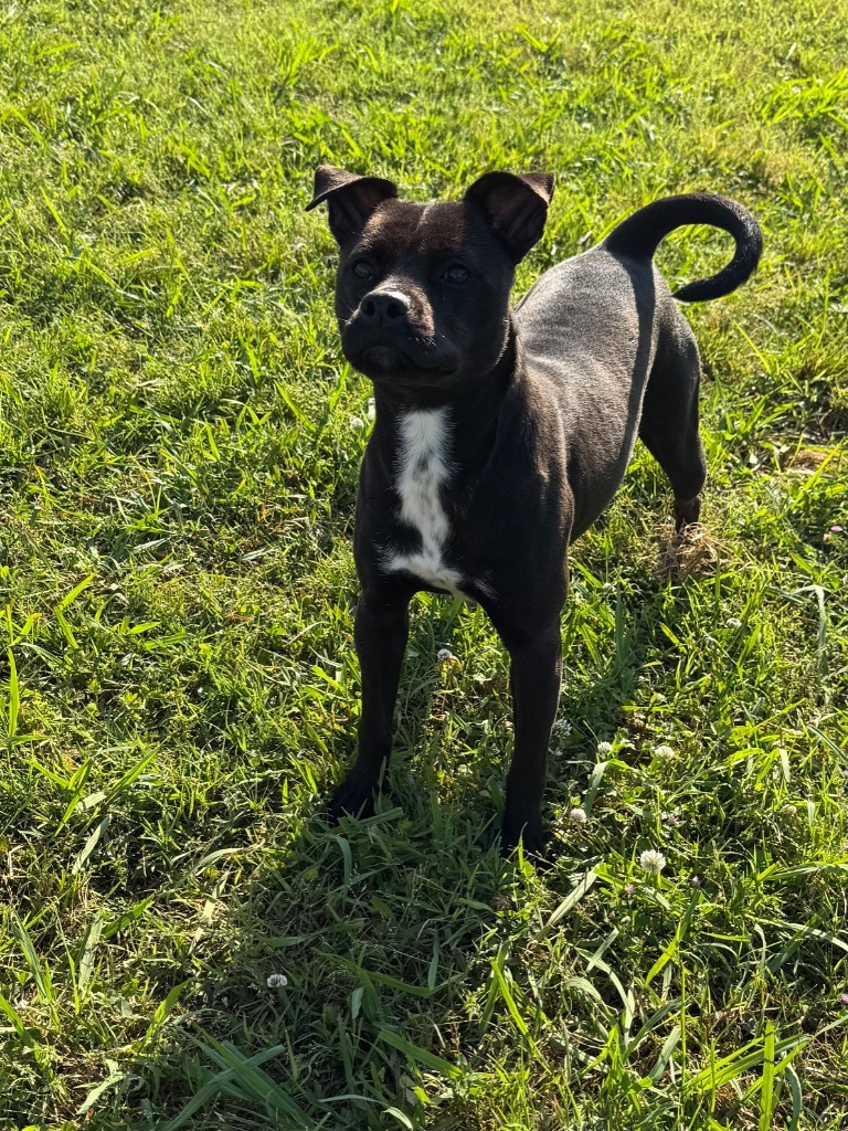 Oreo