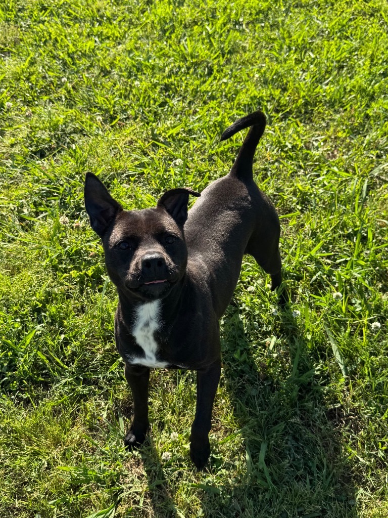 Oreo