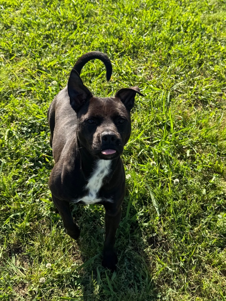 Oreo
