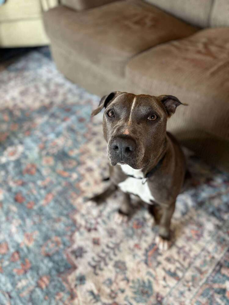 Holly, an adoptable Pit Bull Terrier in Charlottetown, PE, C1A 4B7 | Photo Image 1