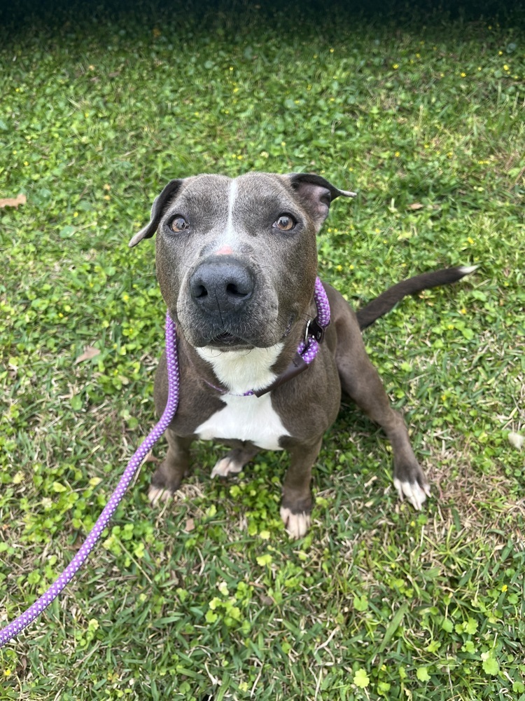 Holly, an adoptable Pit Bull Terrier in Halifax, NS, B3J 3A5 | Photo Image 2