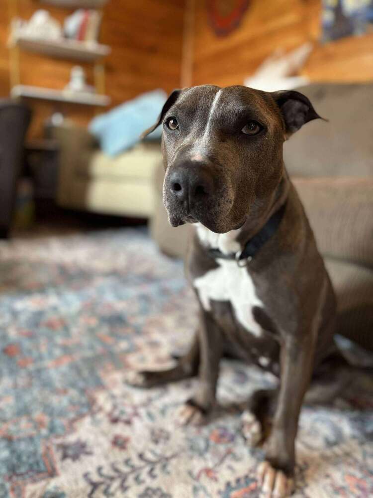 Holly, an adoptable Pit Bull Terrier in Halifax, NS, B3J 3A5 | Photo Image 2