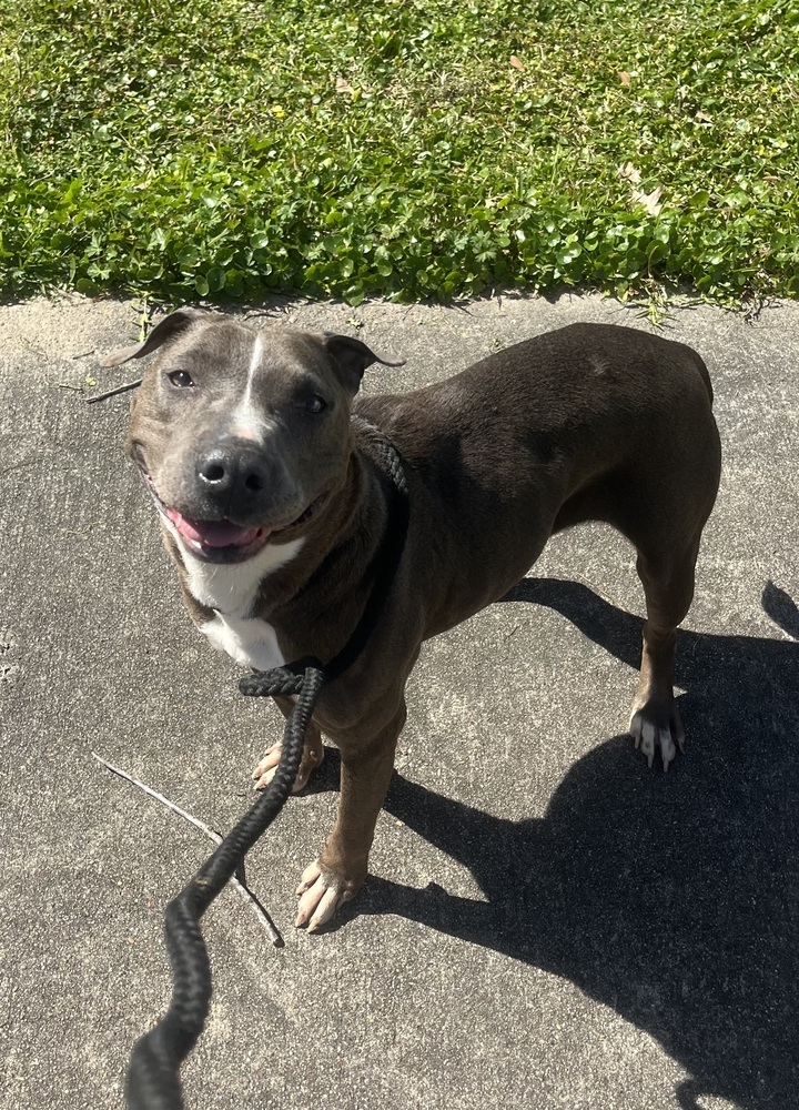 Holly, an adoptable Pit Bull Terrier in Halifax, NS, B3J 3A5 | Photo Image 3