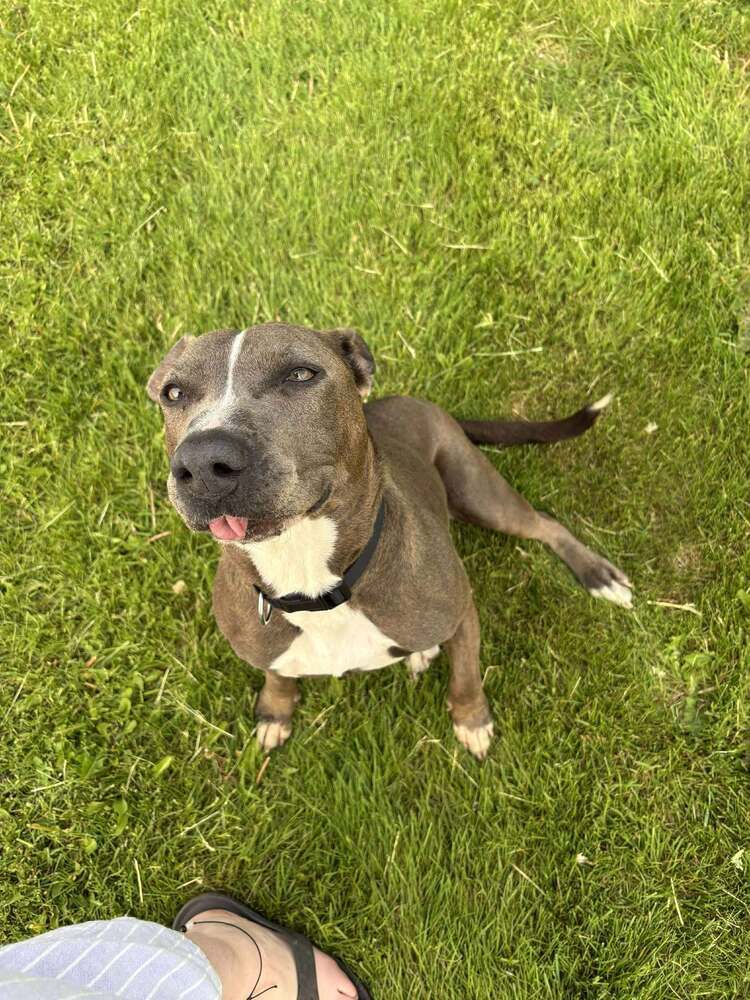 Holly, an adoptable Pit Bull Terrier in Halifax, NS, B3J 3A5 | Photo Image 3