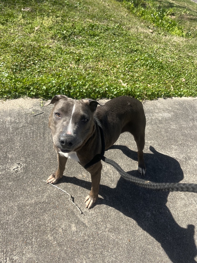 Holly, an adoptable Pit Bull Terrier in Halifax, NS, B3J 3A5 | Photo Image 4