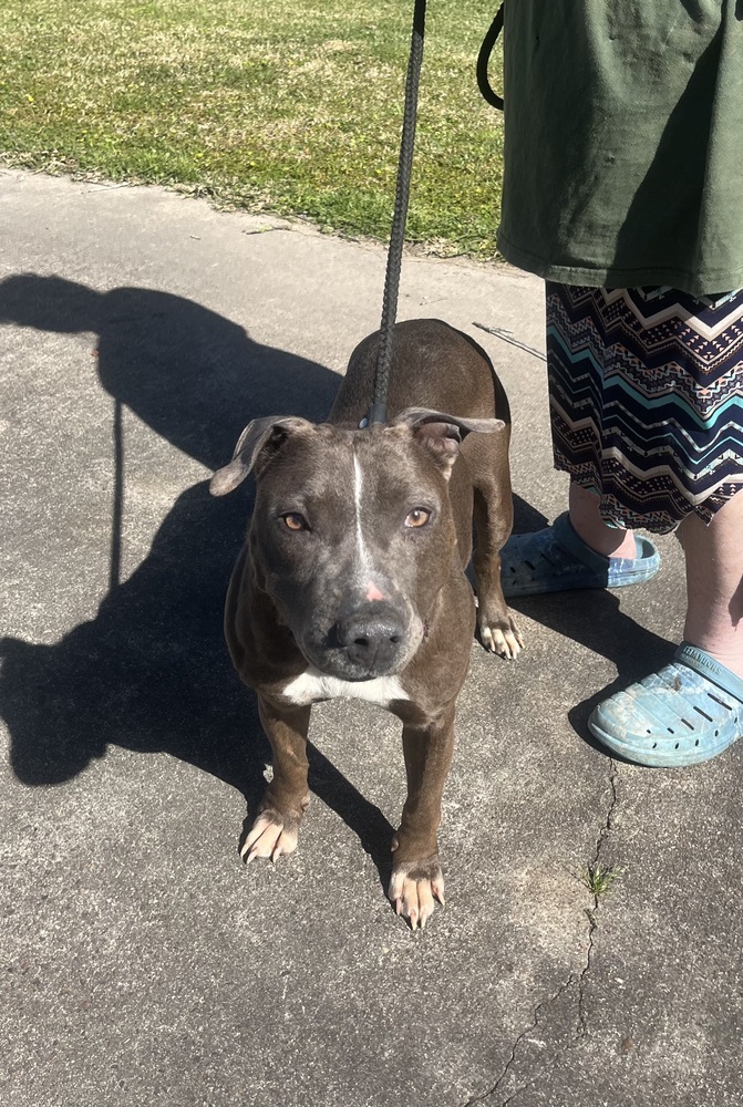 Holly, an adoptable Pit Bull Terrier in Halifax, NS, B3J 3A5 | Photo Image 6