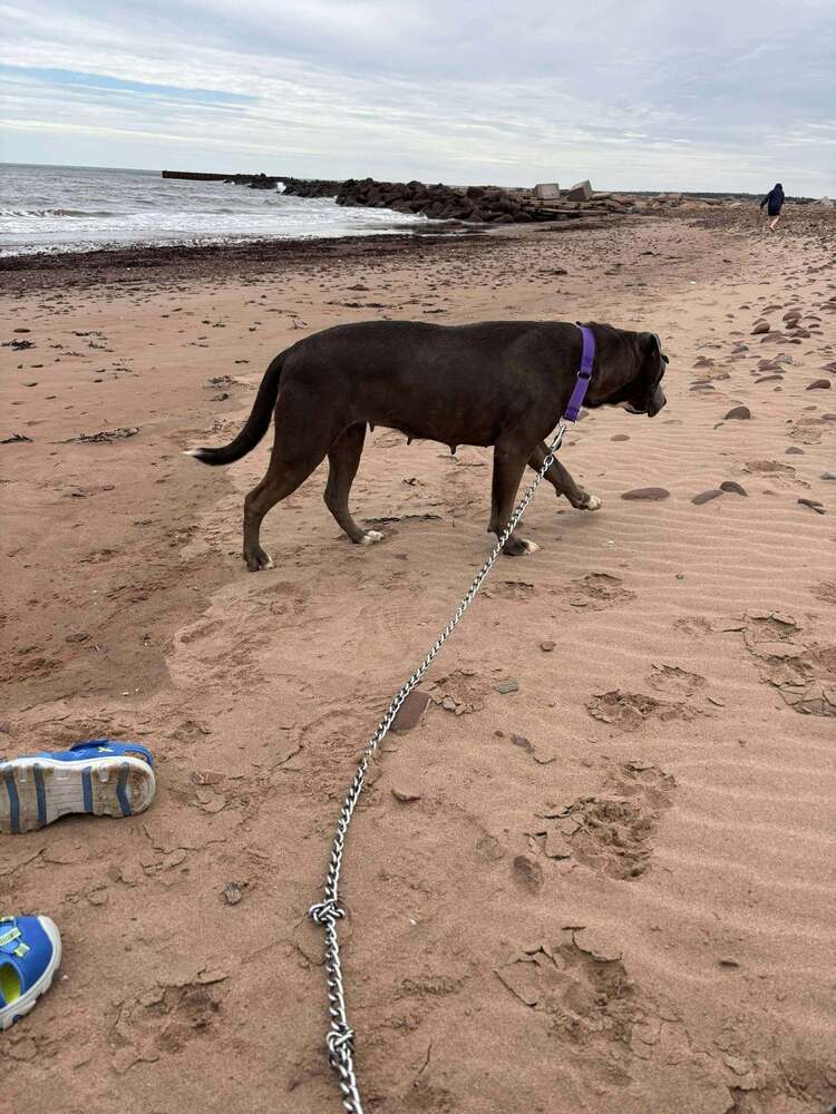 Holly, an adoptable Pit Bull Terrier in Halifax, NS, B3J 3A5 | Photo Image 6
