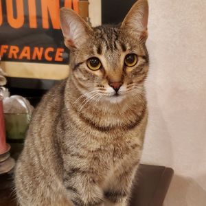 Sapphire, Adult Female Domestic Short Hair