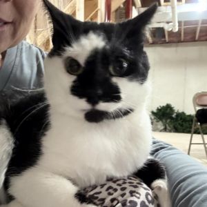Jose, Adult Male Domestic Short Hair