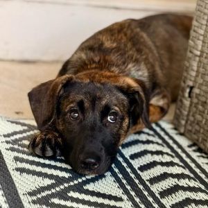 This precious pup is the total package a perfect mix of playful energy and calm affection Badger h