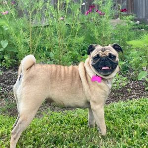 Ruthie is a very sweet girl who loves to play and cuddle She does well around other small dogs and
