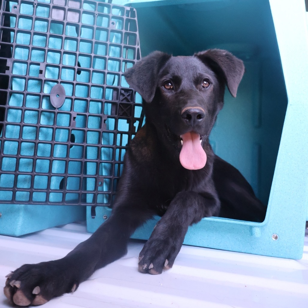 Gibson, an adoptable Mixed Breed in Moab, UT, 84532 | Photo Image 1