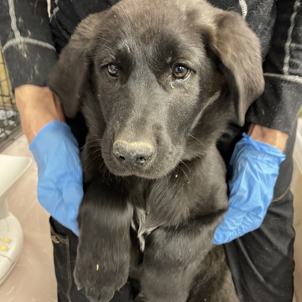 Gibson, an adoptable Mixed Breed in Moab, UT, 84532 | Photo Image 2