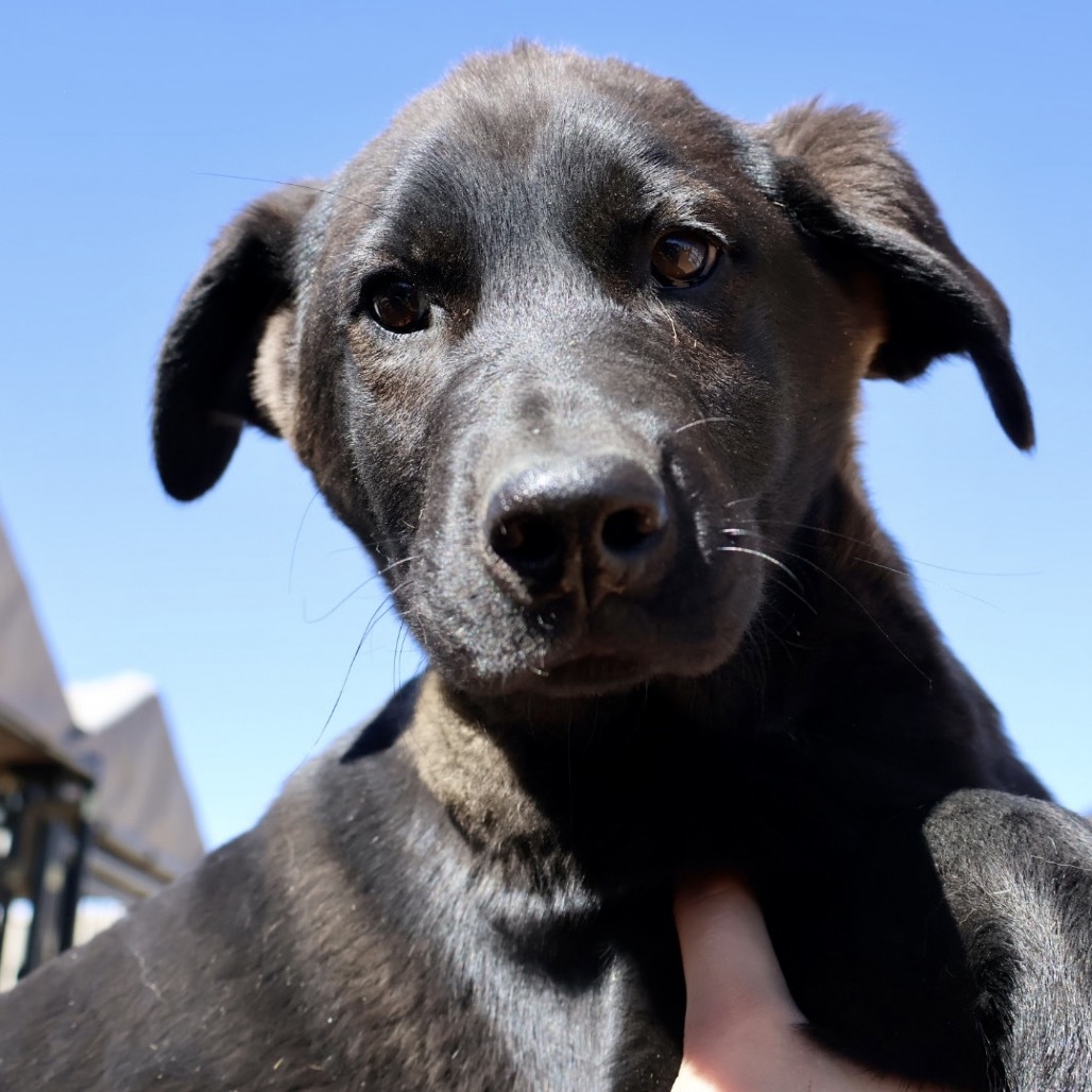 Gibson, an adoptable Mixed Breed in Moab, UT, 84532 | Photo Image 3