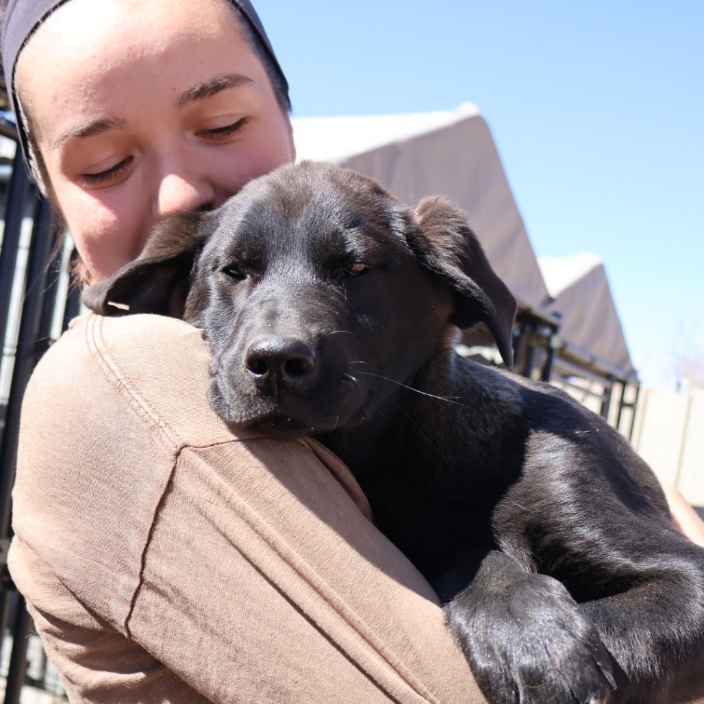 Gibson, an adoptable Mixed Breed in Moab, UT, 84532 | Photo Image 4