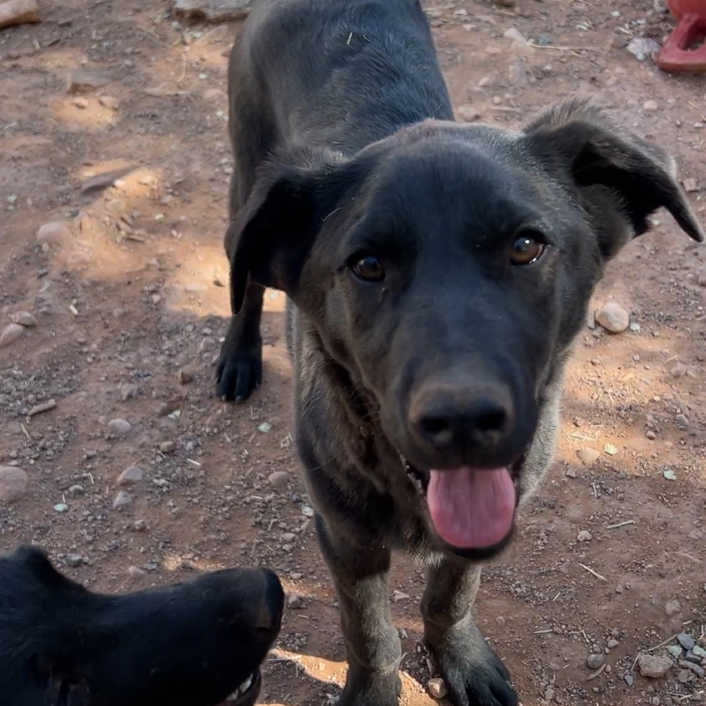 Gibson, an adoptable Mixed Breed in Moab, UT, 84532 | Photo Image 5