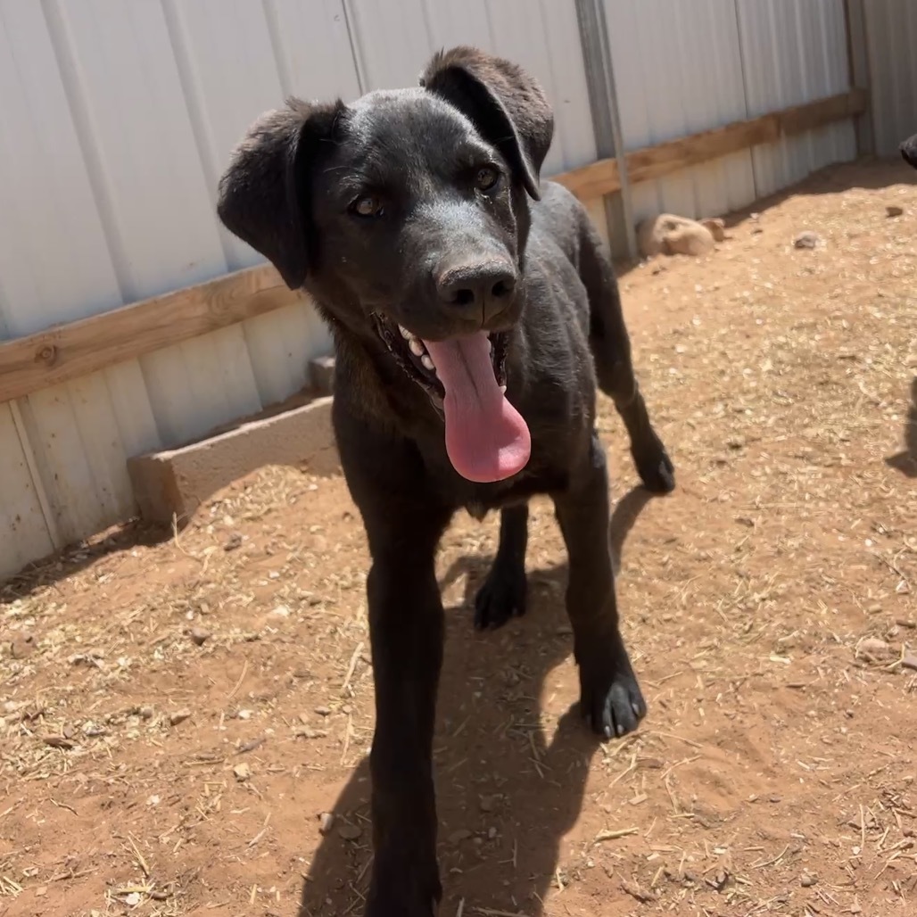 Gibson, an adoptable Mixed Breed in Moab, UT, 84532 | Photo Image 6