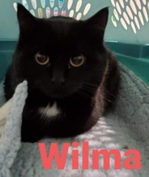 Wilma, Baby Female Domestic Short Hair