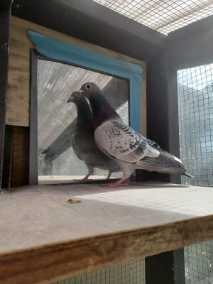 Hi Im Speedracer McQueen and I am looking to speed into your heart I love being with other pigeon