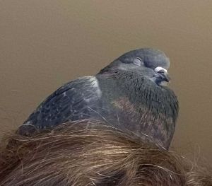 Egret is a darling feral pigeon who was found as a baby and raised by a well-meaning individual Unf