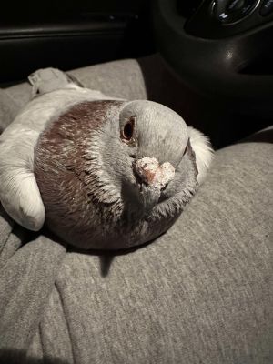 Please apply to adopt httpwwwpigeonrescueorgbirdsapply-to-foster-or-adopt