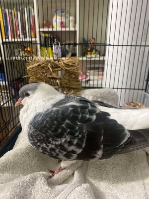 Please apply to adopt httpwwwpigeonrescueorgbirdsapply-to-foster-or-adopt