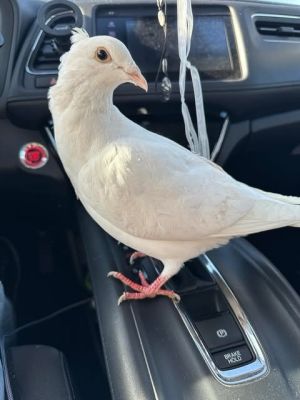 Mistletoe is a very special bird to the staff and volunteers of Palomacy She was found by a well-me