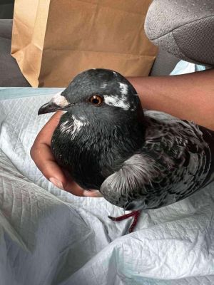 Please apply to adopt httpwwwpigeonrescueorgbirdsapply-to-foster-or-adopt