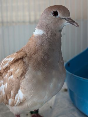 Please apply to adopt httpwwwpigeonrescueorgbirdsapply-to-foster-or-adopt