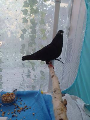 Hi Im Princess Thumbelina and though I may be small at 175g I have a big personality My rescuer