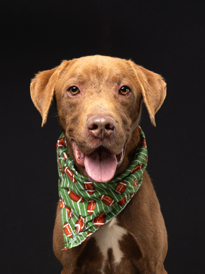 Joseph the Dog 1