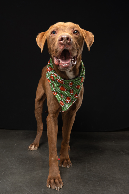 Joseph the Dog 2