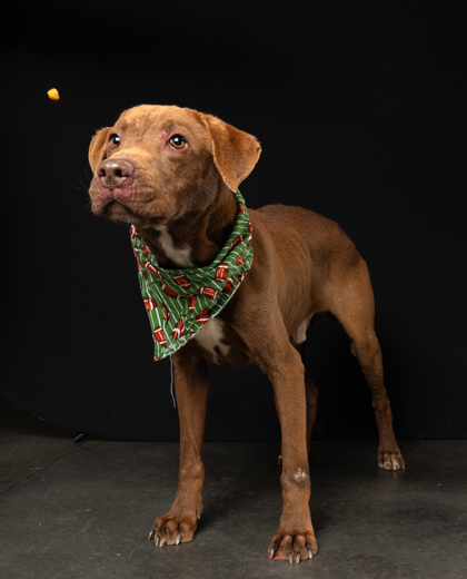 Joseph the Dog 3