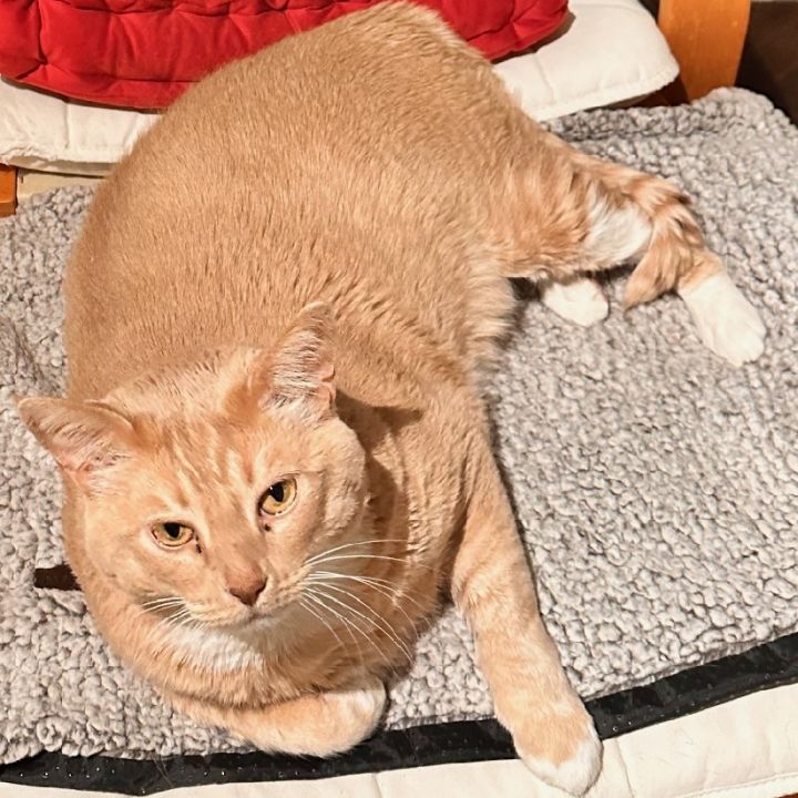 Pumpkin T 1