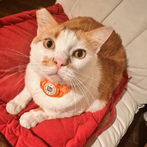 Popcorn is a sweet cat in need of a loving home He belonged to the furparent of