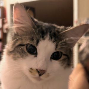 Versace, Adult Male Domestic Medium Hair