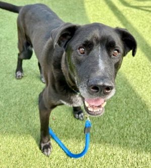 Ozzy, Adult Male Labrador Retriever