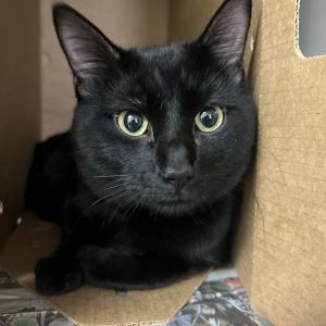 Oliver, Adult Male unknown