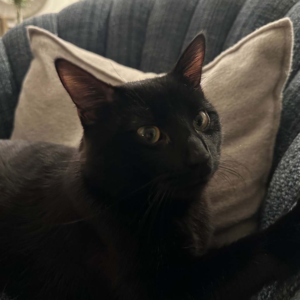 Oliver