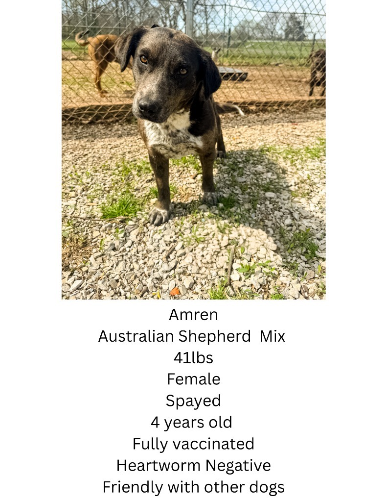 Amren