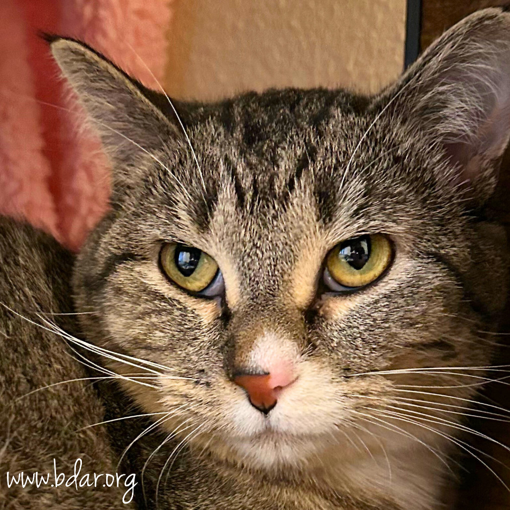 Sam, an adoptable Domestic Short Hair in Cheyenne, WY, 82009 | Photo Image 1