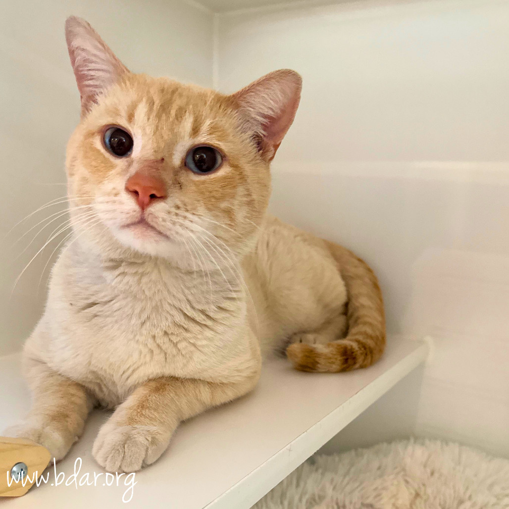 Dobby, an adoptable Siamese in Cheyenne, WY, 82009 | Photo Image 1