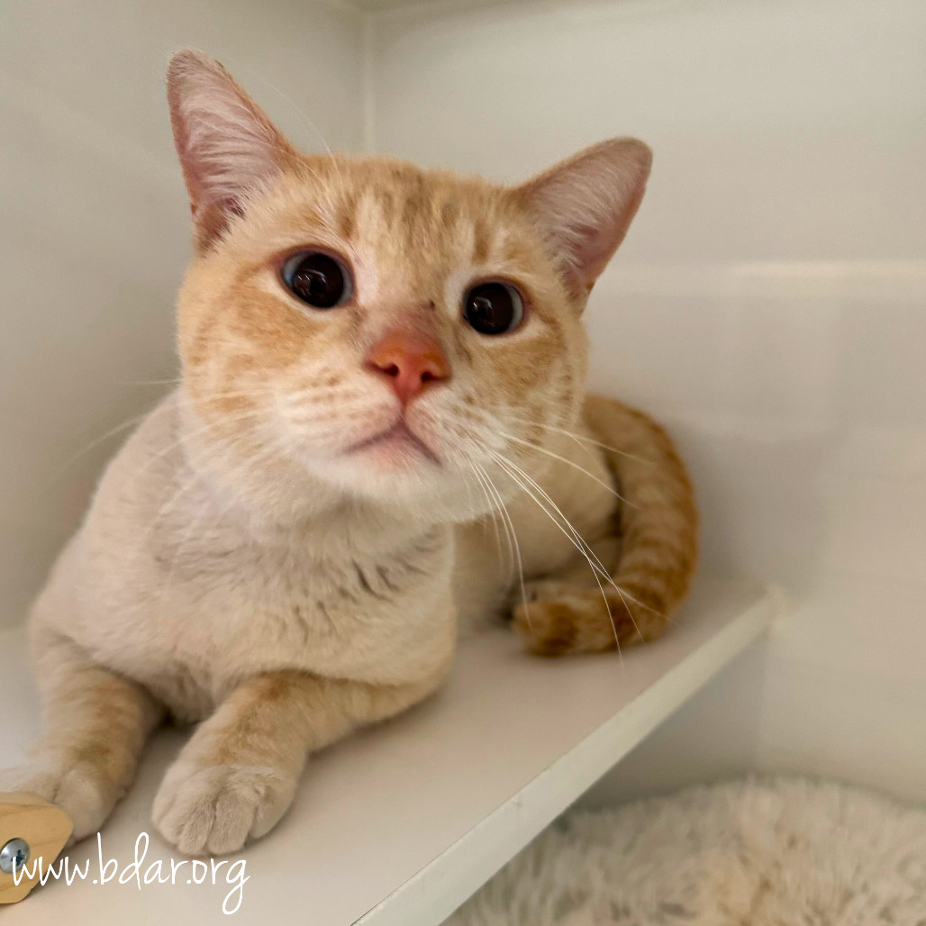 Dobby, an adoptable Siamese in Cheyenne, WY, 82009 | Photo Image 2