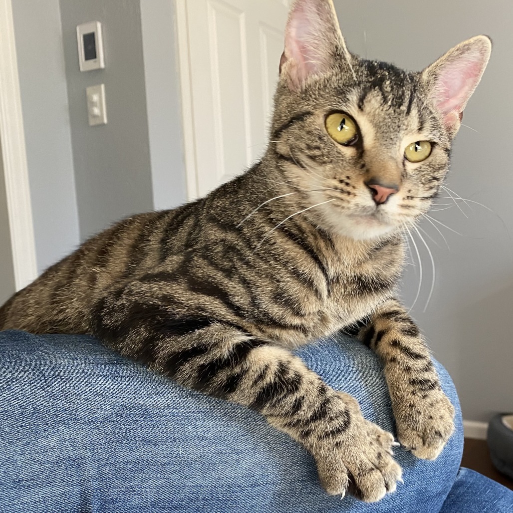 Jeepers, an adoptable Domestic Short Hair in Fort Collins, CO, 80524 | Photo Image 1