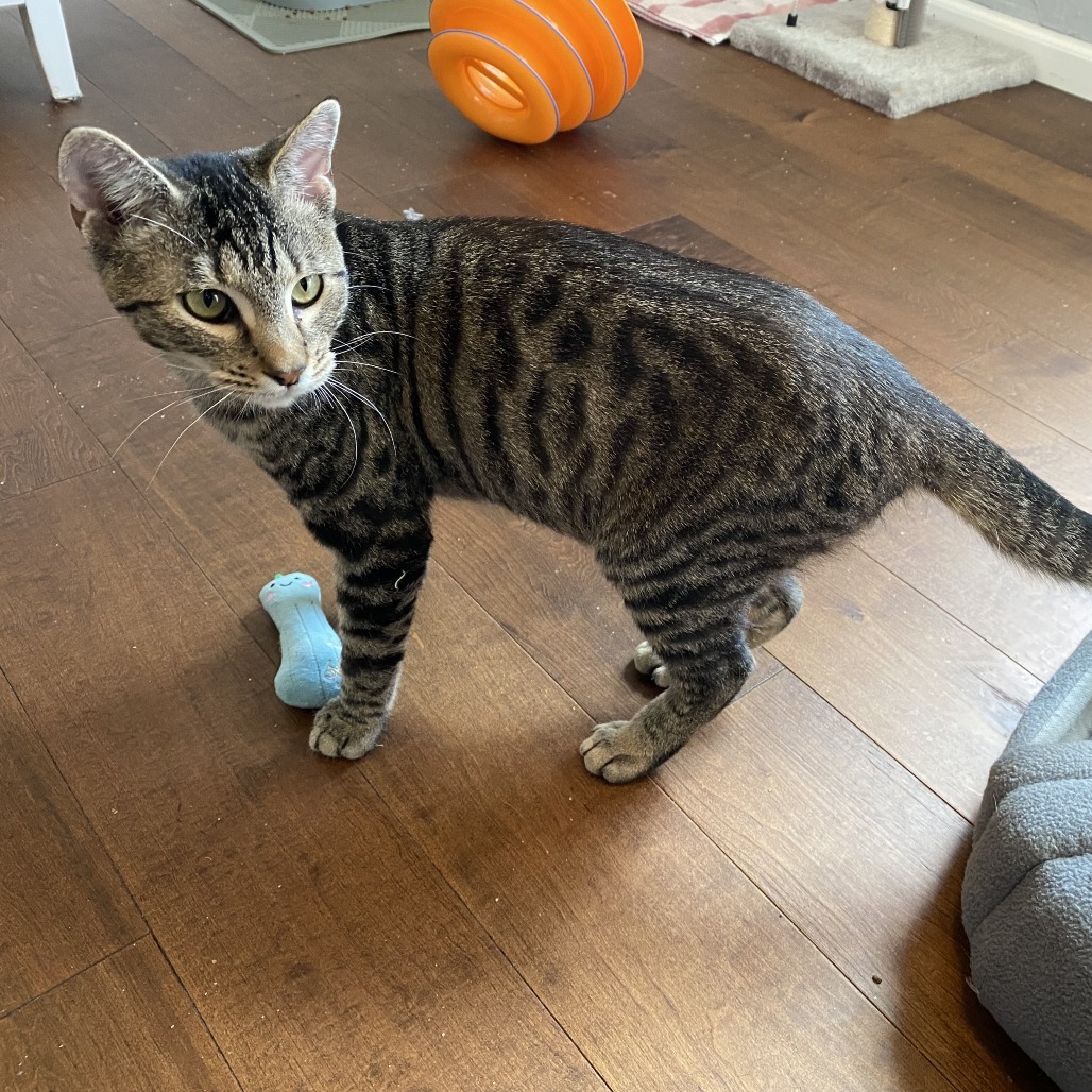 Jeepers, an adoptable Domestic Short Hair in Fort Collins, CO, 80524 | Photo Image 3