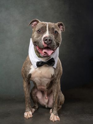 RADISH Pit Bull Terrier Dog